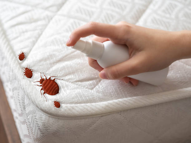 Best Flea Control Services  in Summit Park, UT