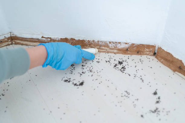 Best Cockroach Control Services  in Summit Park, UT